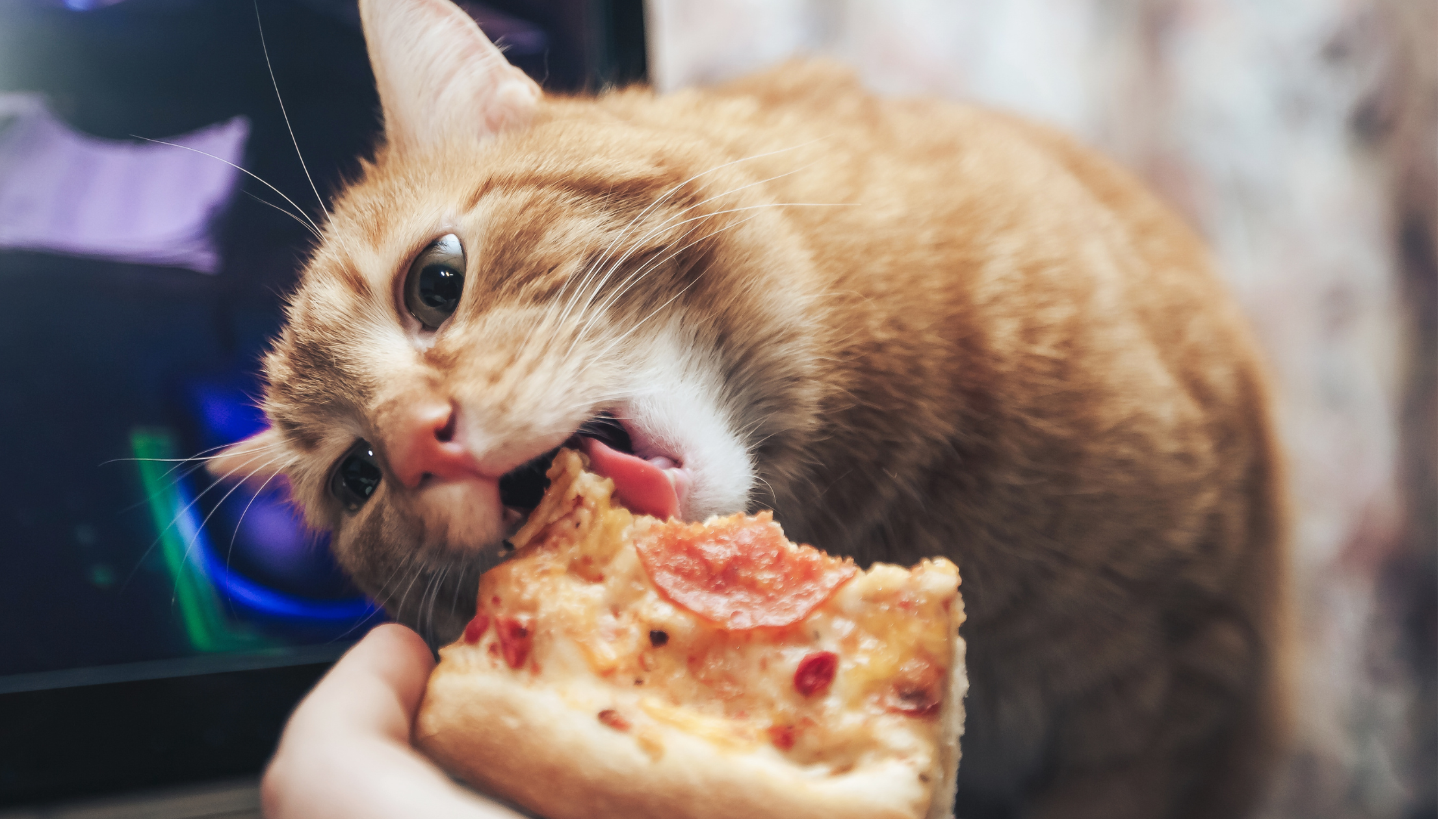 Human-Grade Cat Treats: What Does It Actually Mean?
