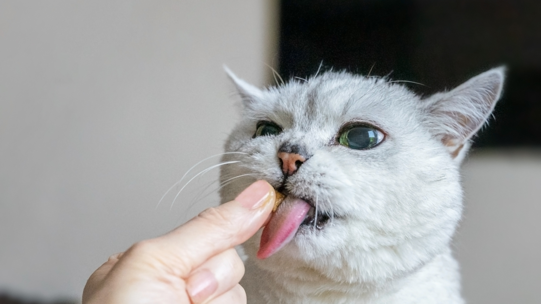 Best Single-Ingredient Cat Treats (And Why They Matter)