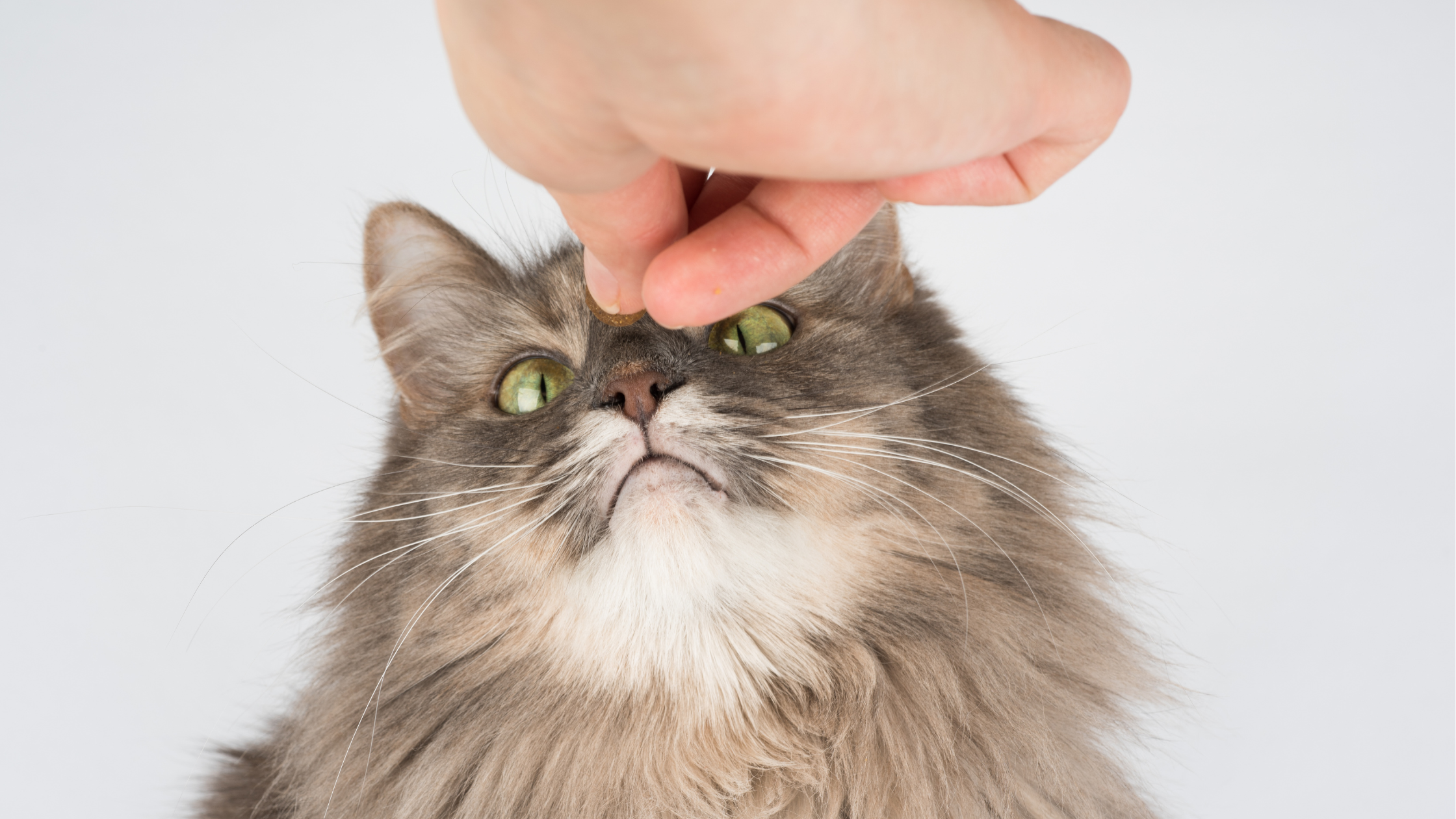 What Makes a High-Quality Cat Treat?