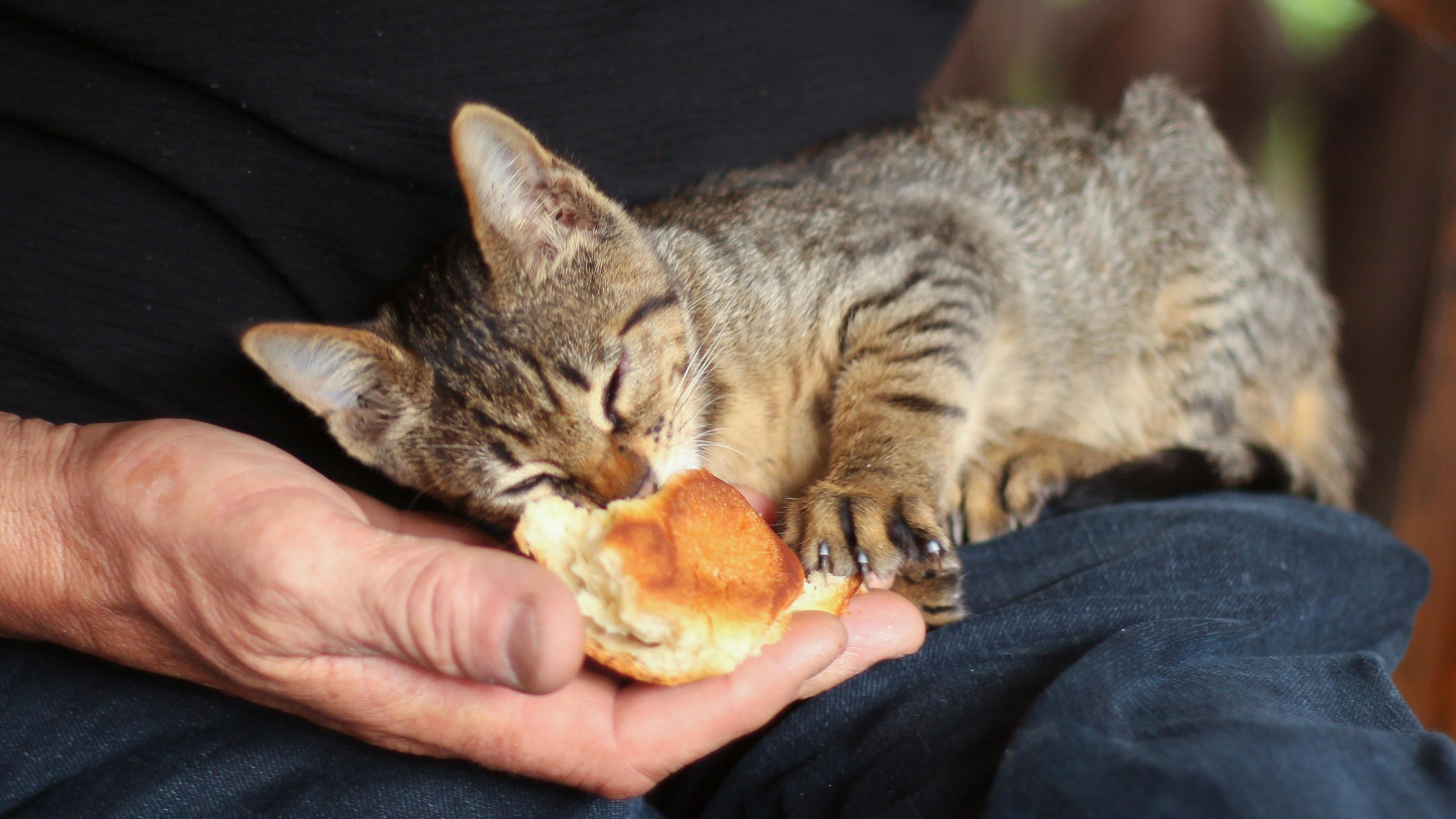 Best Cat Treats for Indoor Cats