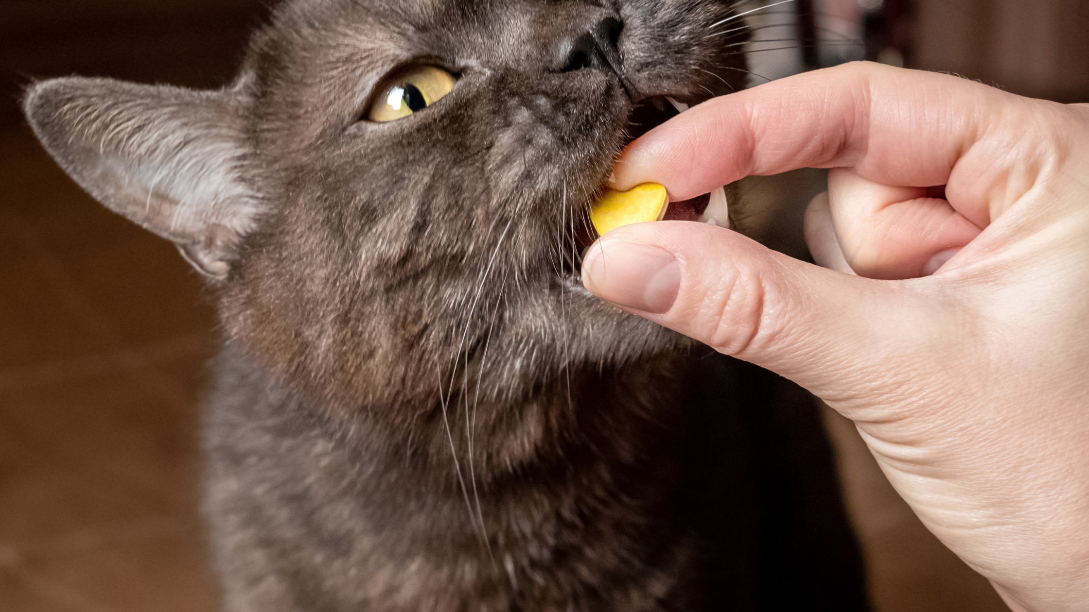 Best Treats for Picky Cats