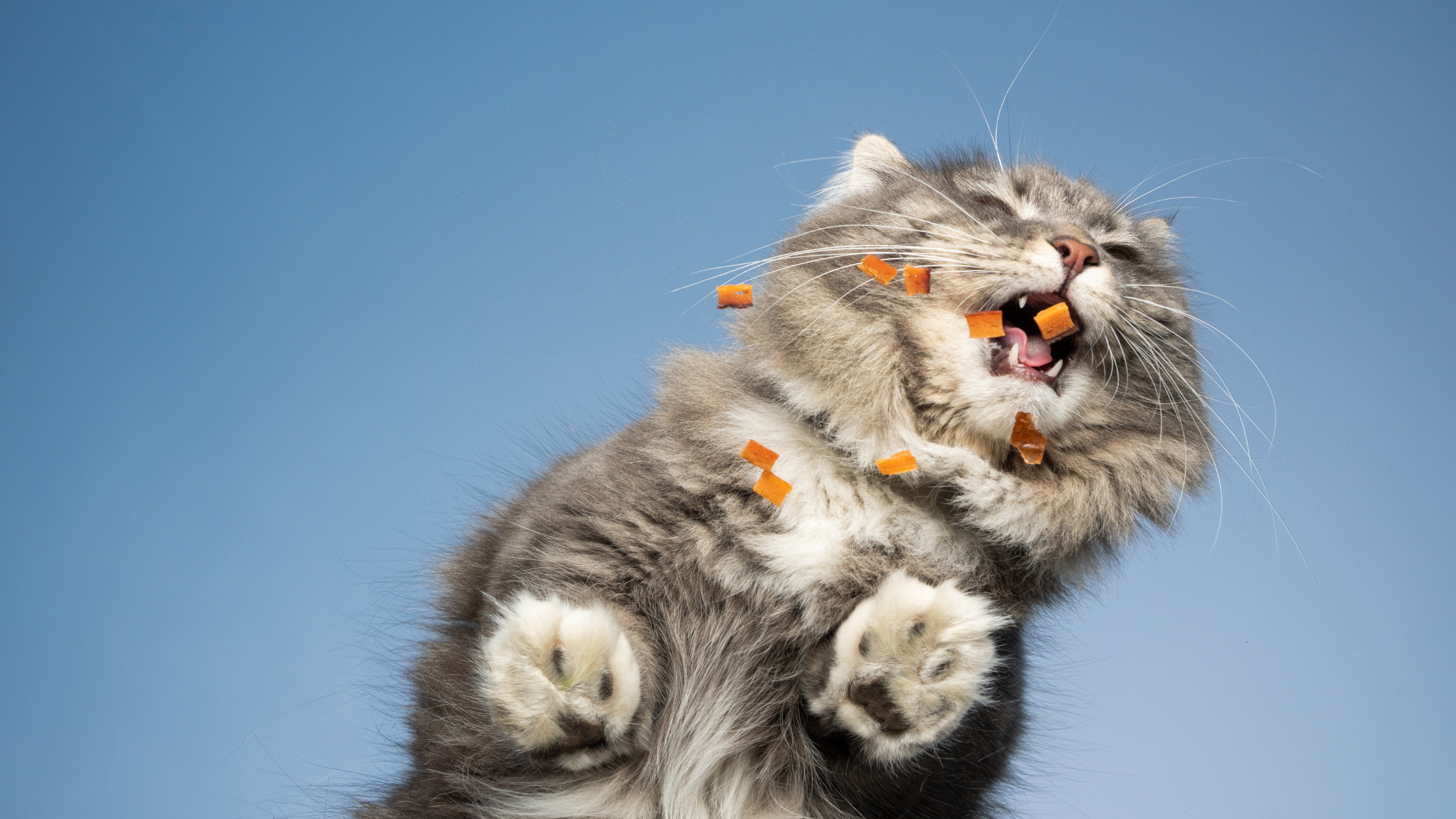 Freeze-Dried vs Dehydrated Cat Treats: What's the Difference?