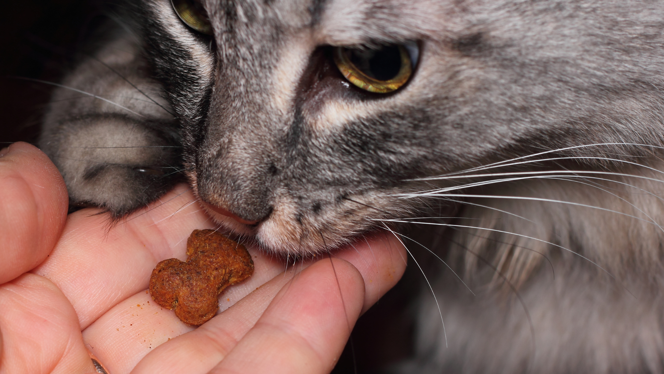How Often Should You Give Your Cat Treats?