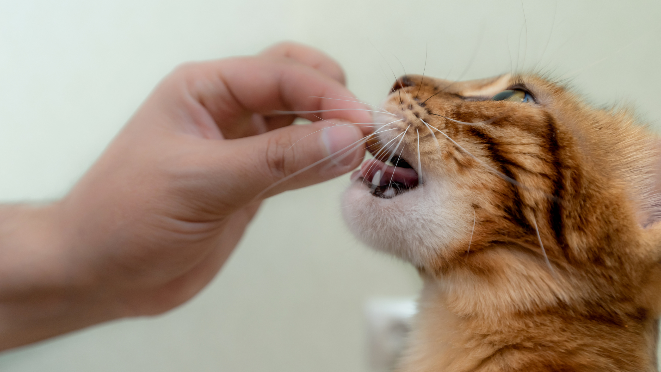 What to Avoid in Cat Treats (A Simple Ingredient Guide)