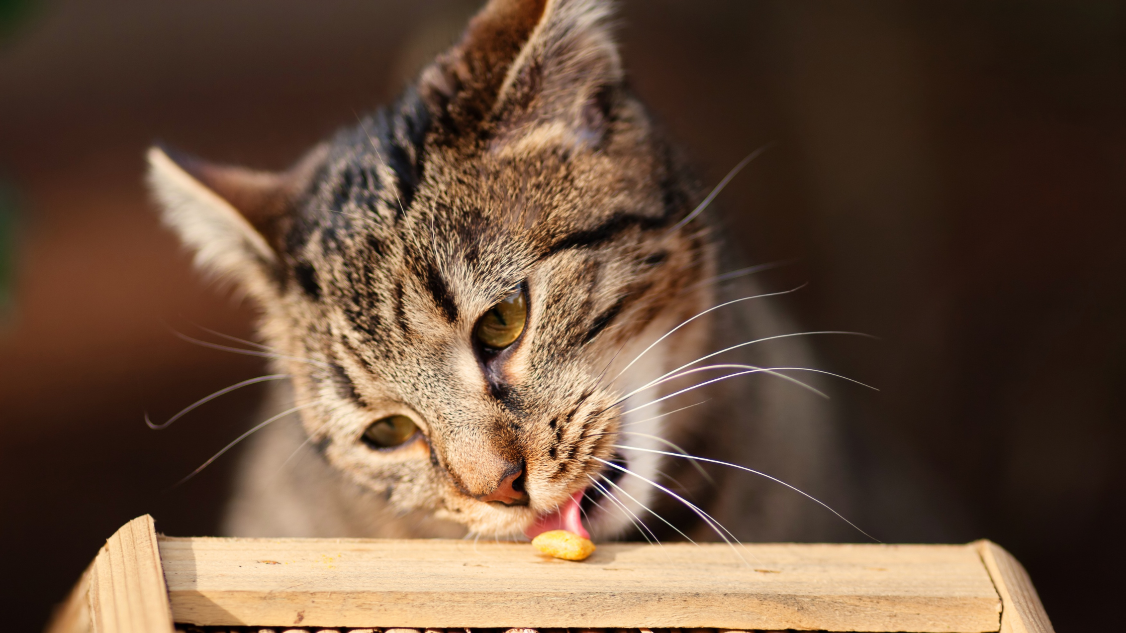 Are Freeze-Dried Cat Treats Healthy?
